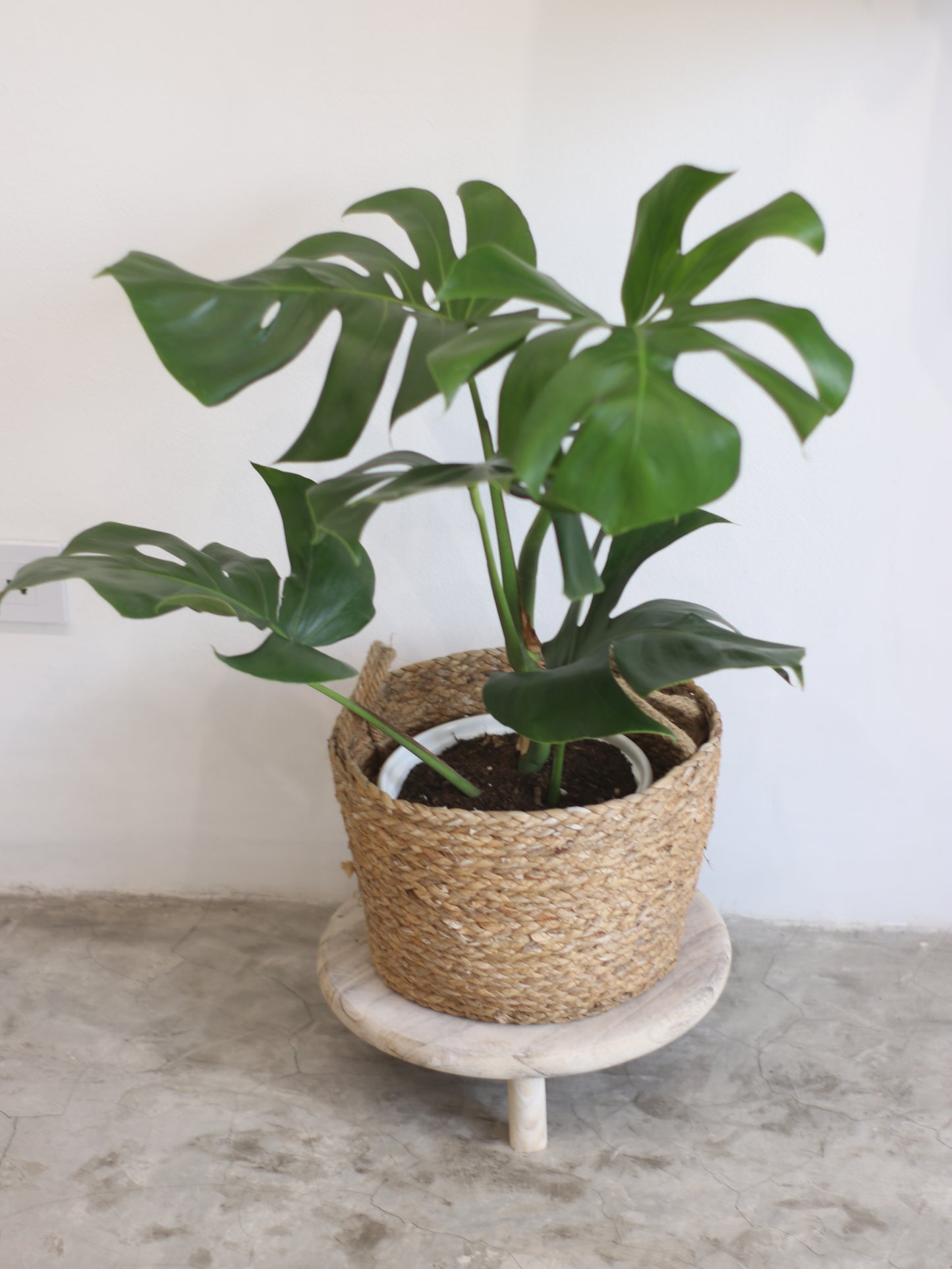 Planta Natural Monstera