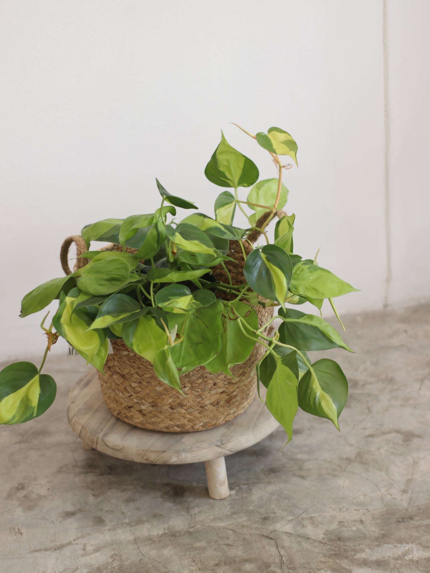 Planta Natural Filodendro Colgante
