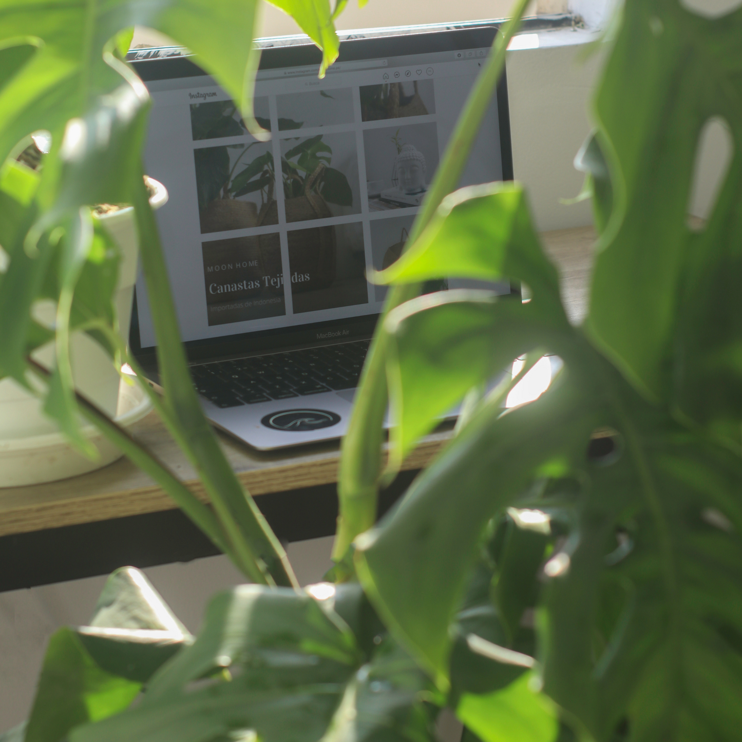 Planta Natural Monstera