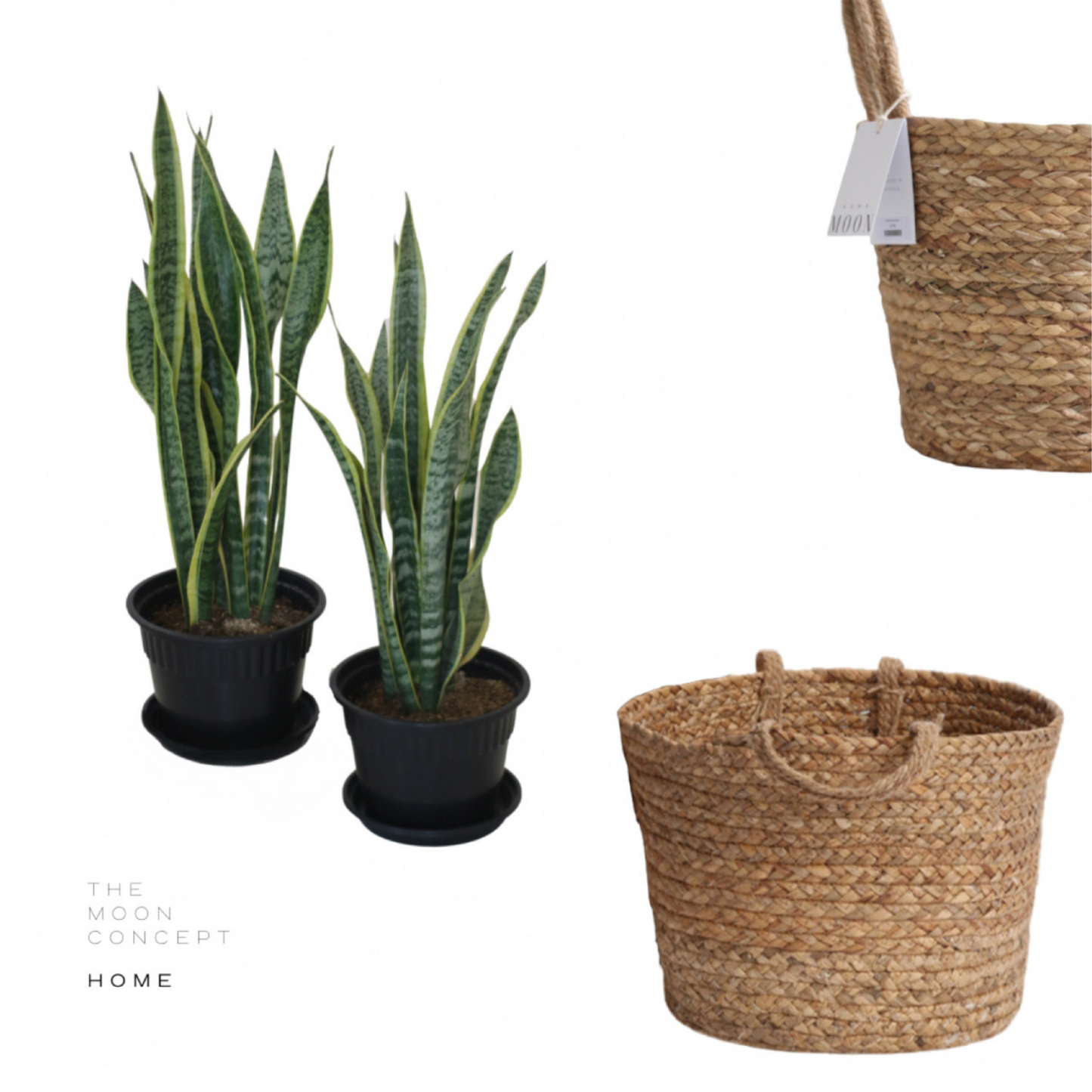 Canasta Zara Small