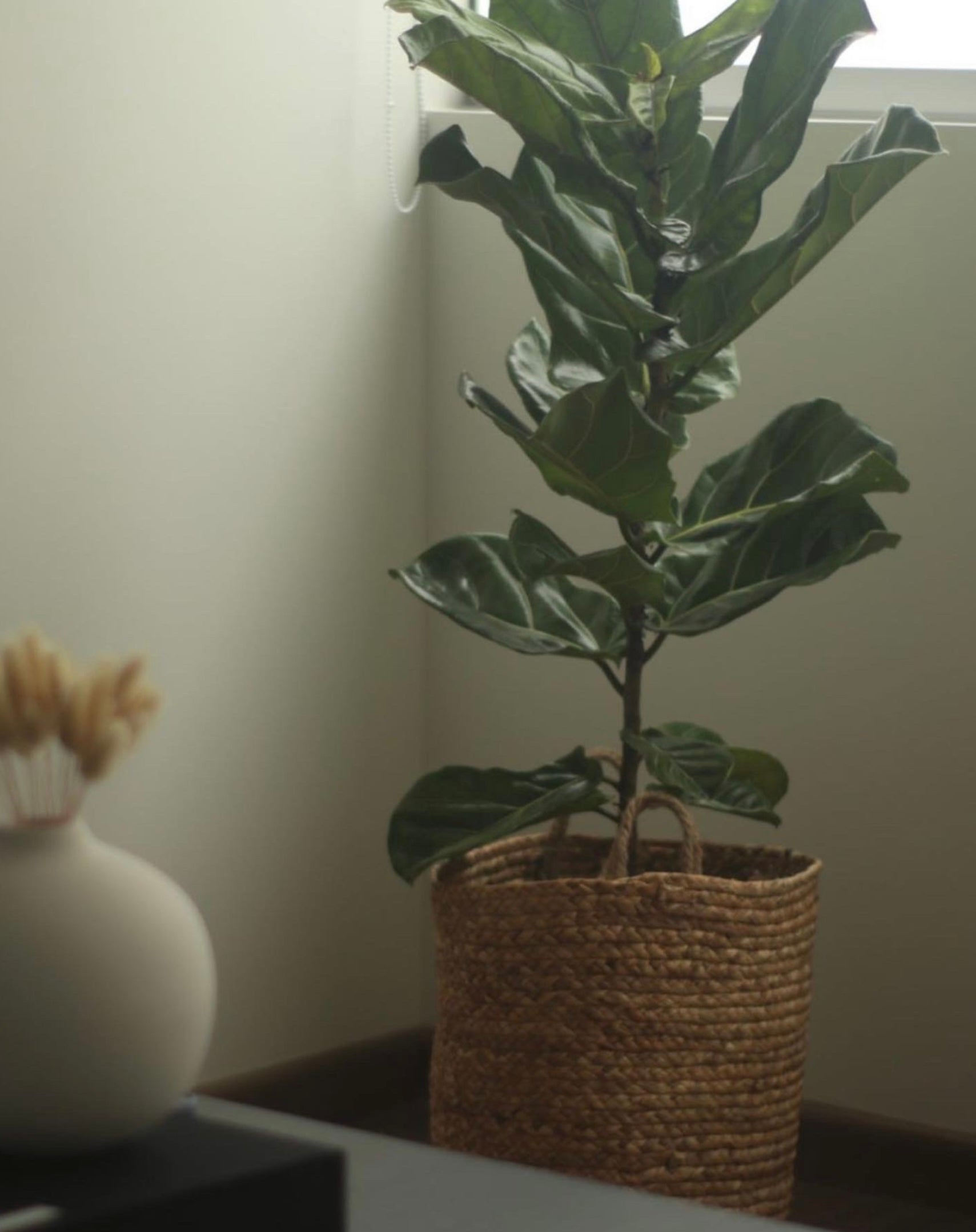 Canasta Zara - Large