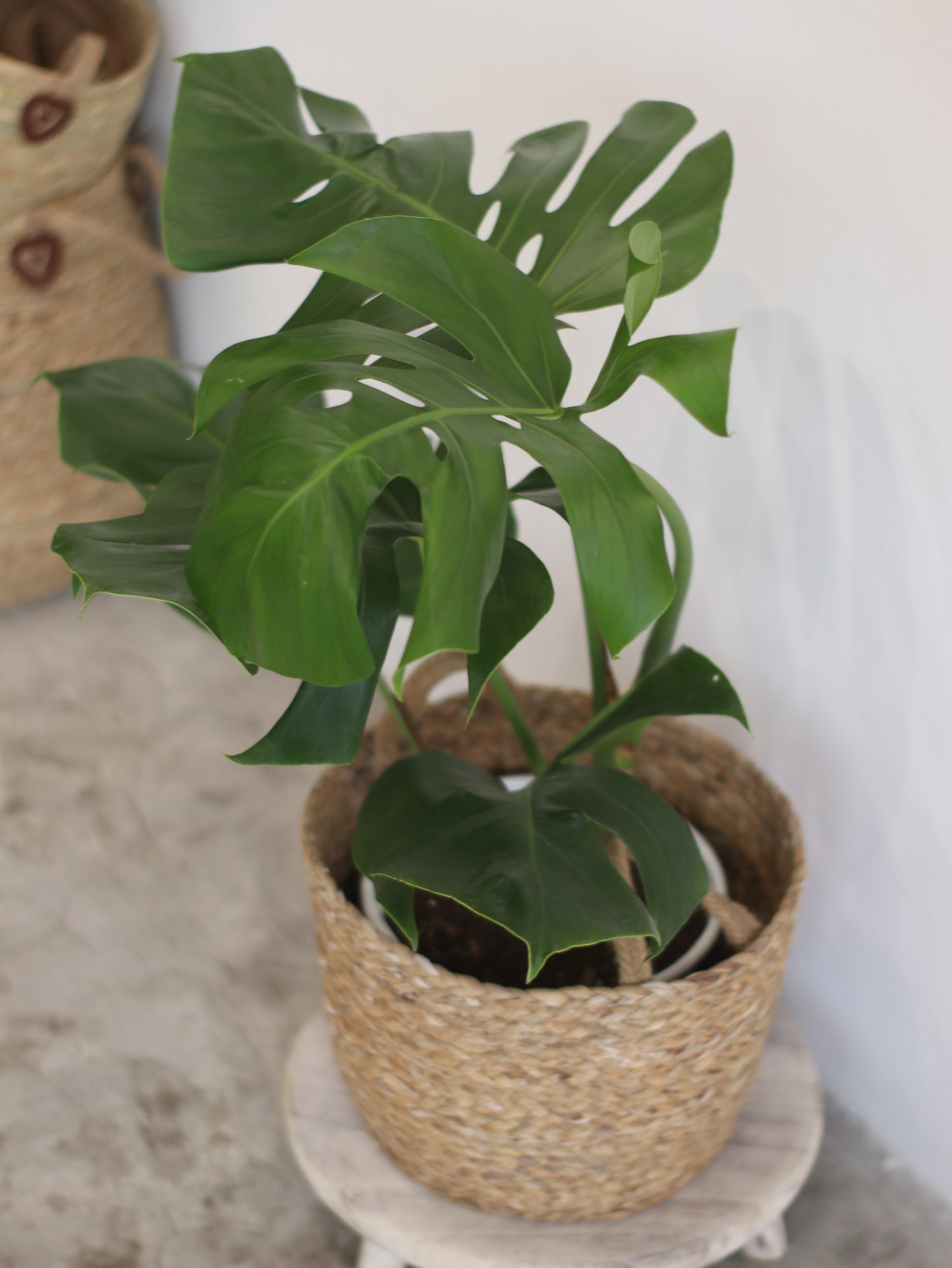 Planta Natural Monstera