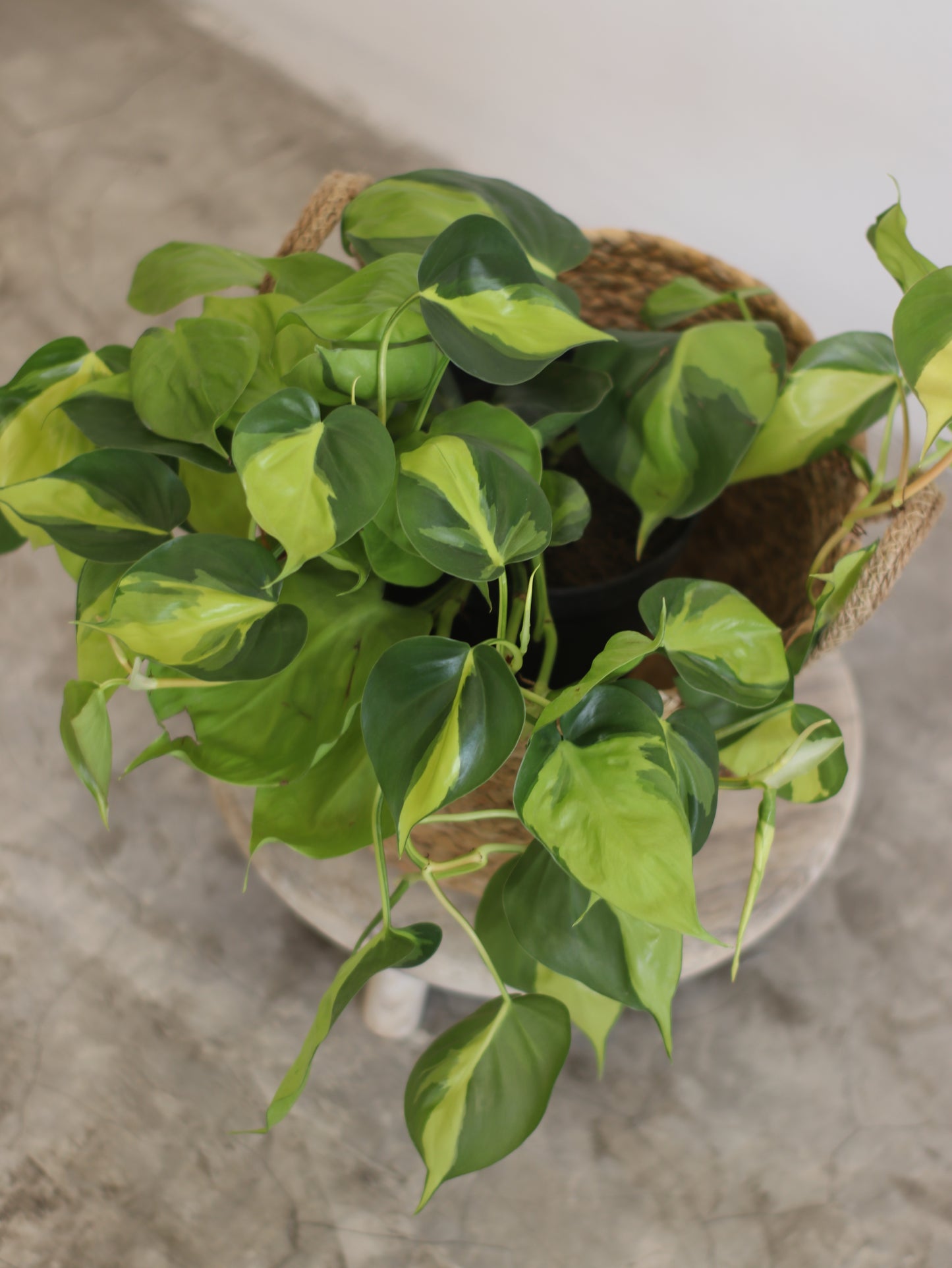 Planta Natural Filodendro Colgante