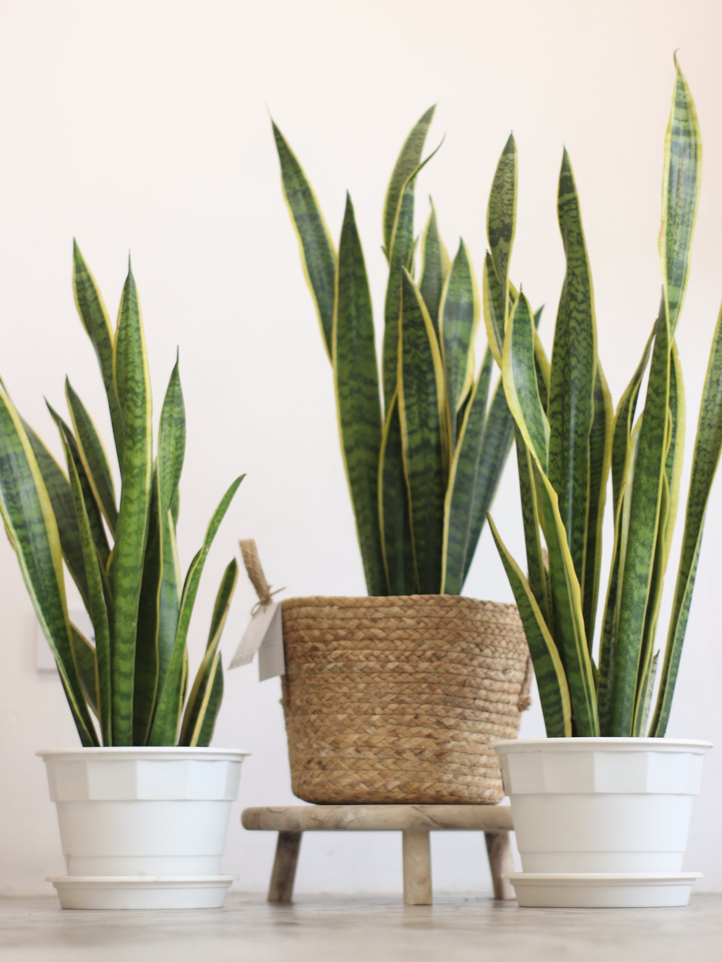 Planta Natural Sansevieria
