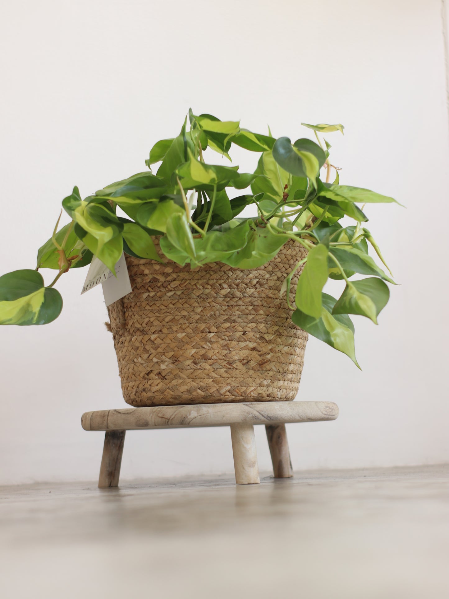 Planta Natural Filodendro Colgante