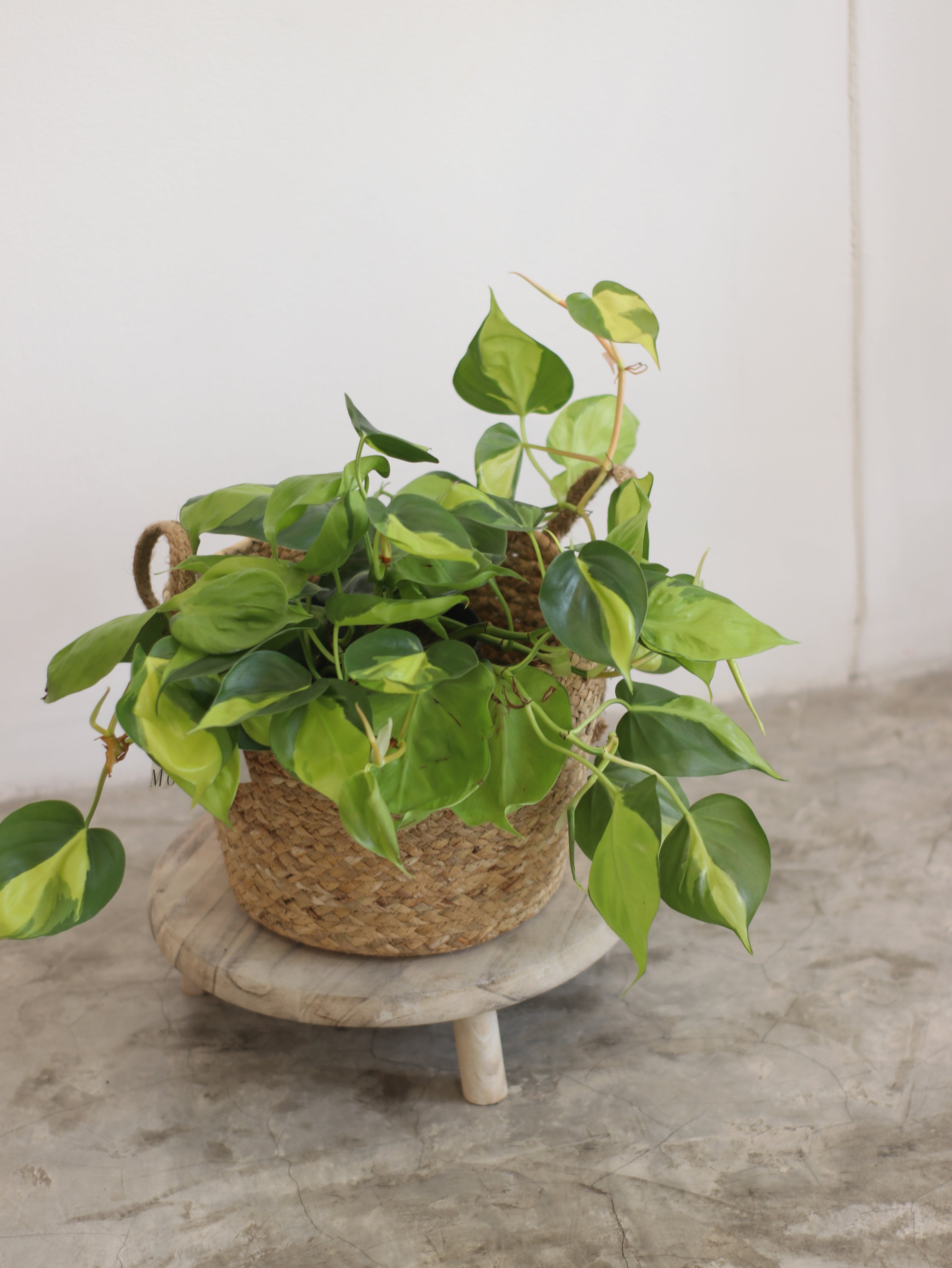 Planta Natural Filodendro Colgante