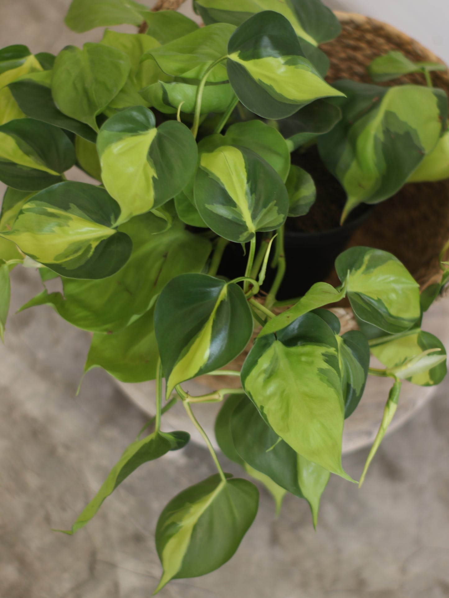 Planta Natural Filodendro Colgante