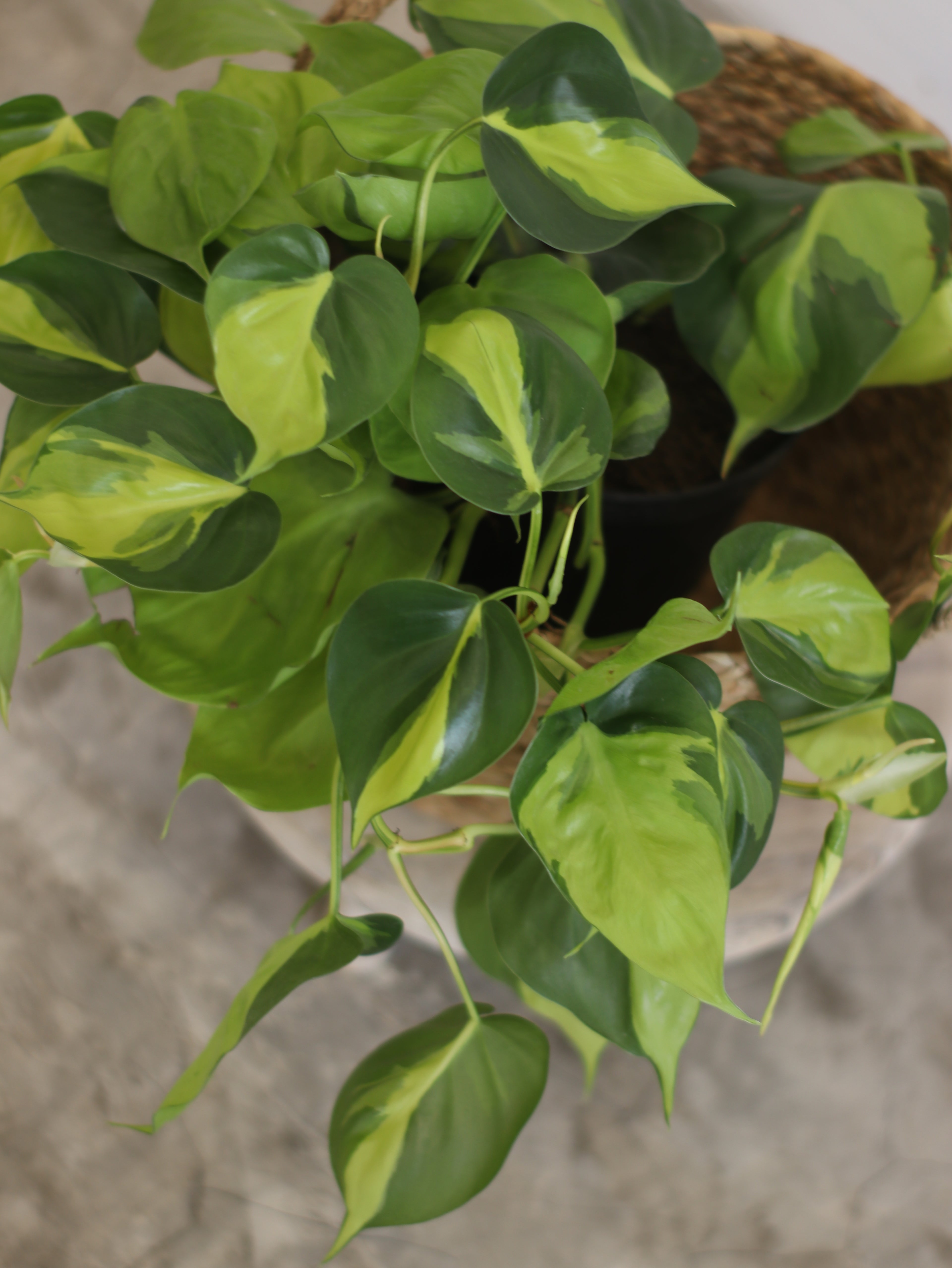 Planta Natural Filodendro Colgante