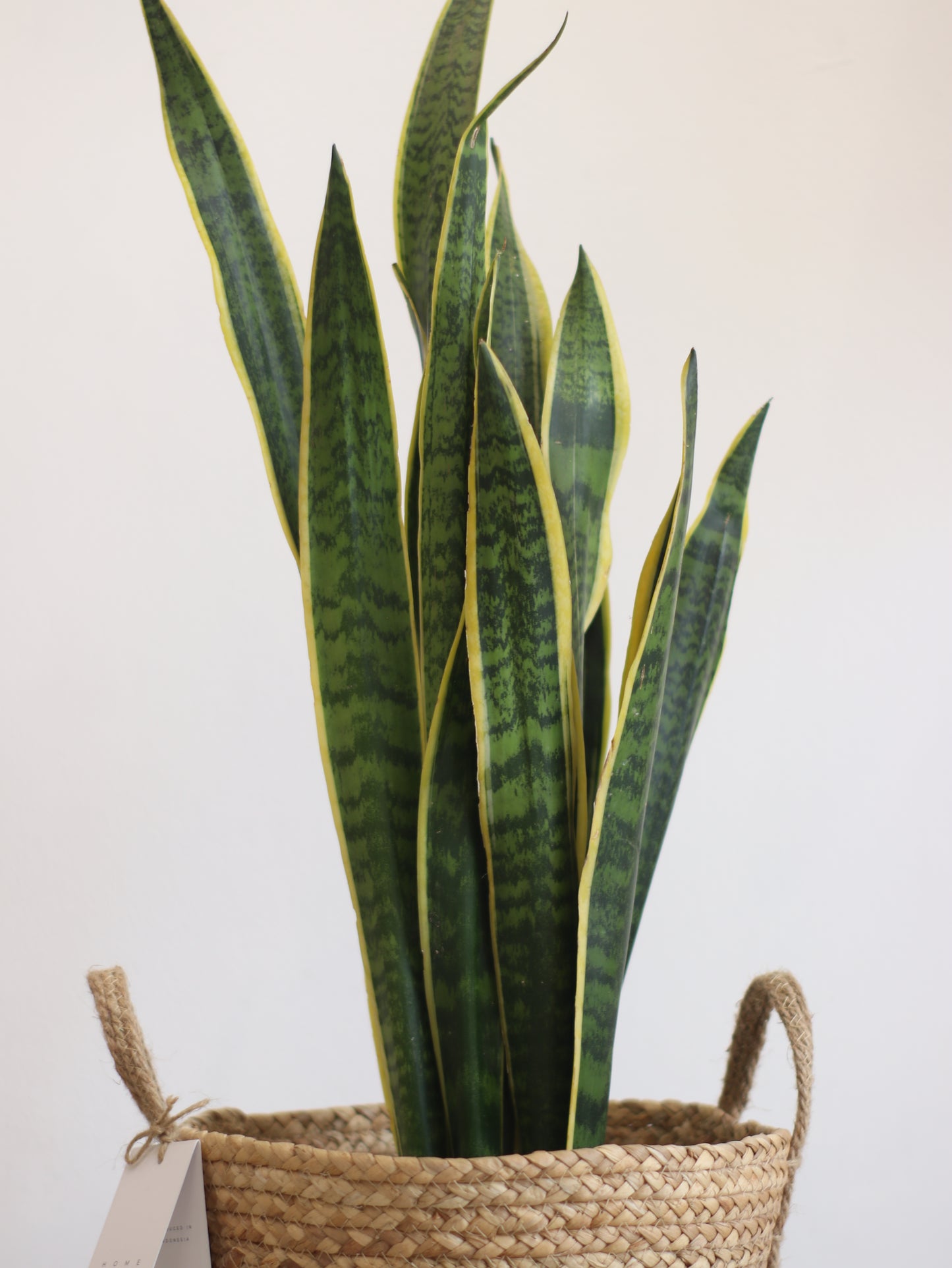 Planta Natural Sansevieria