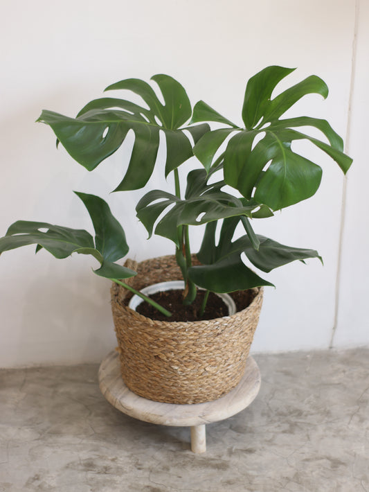 Planta Natural Monstera
