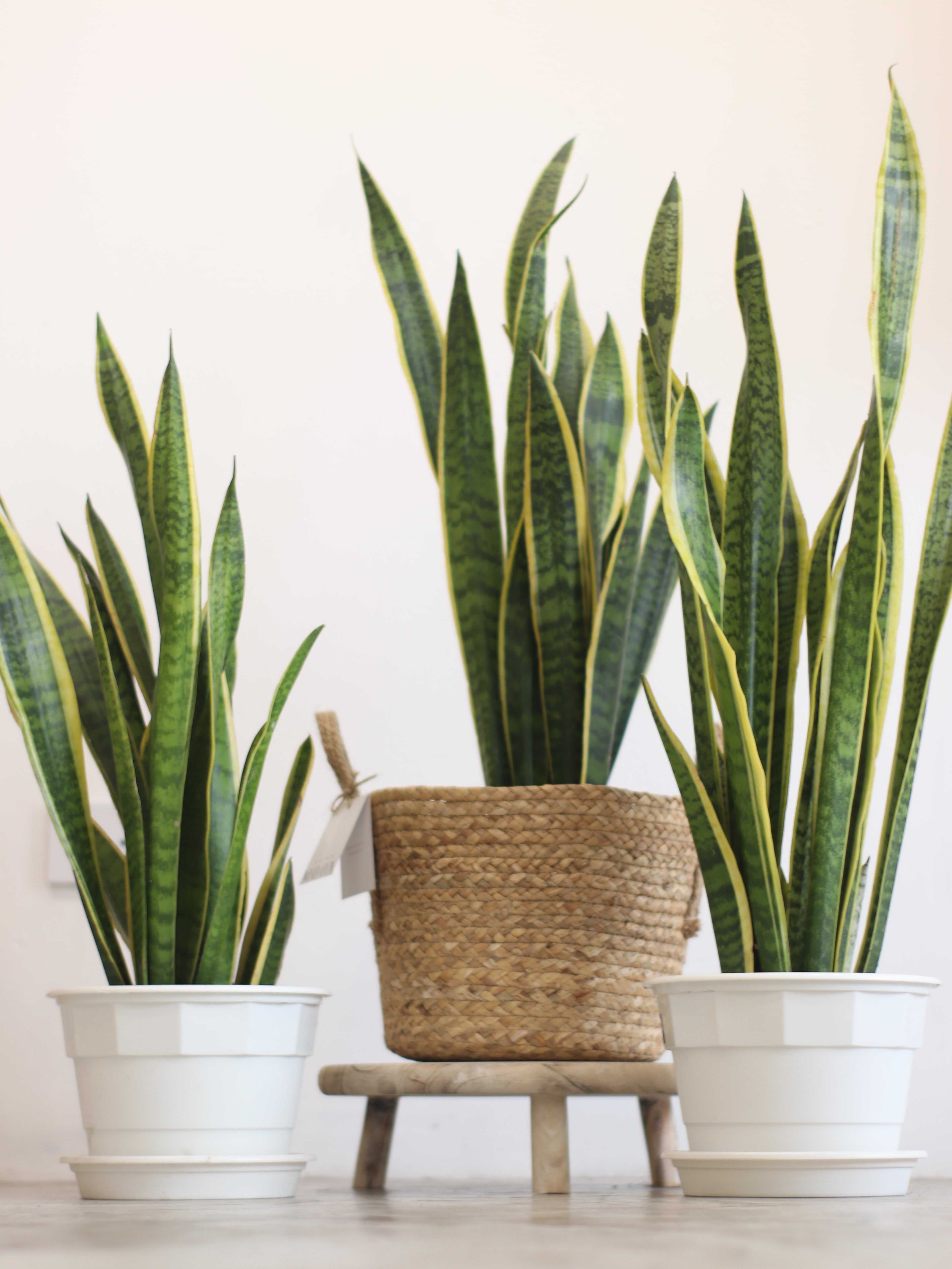 Planta Natural Sansevieria