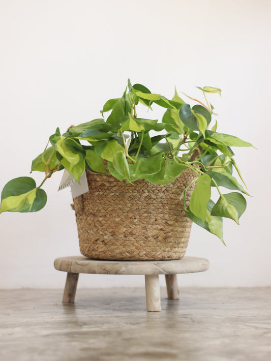 Planta Natural Filodendro Colgante