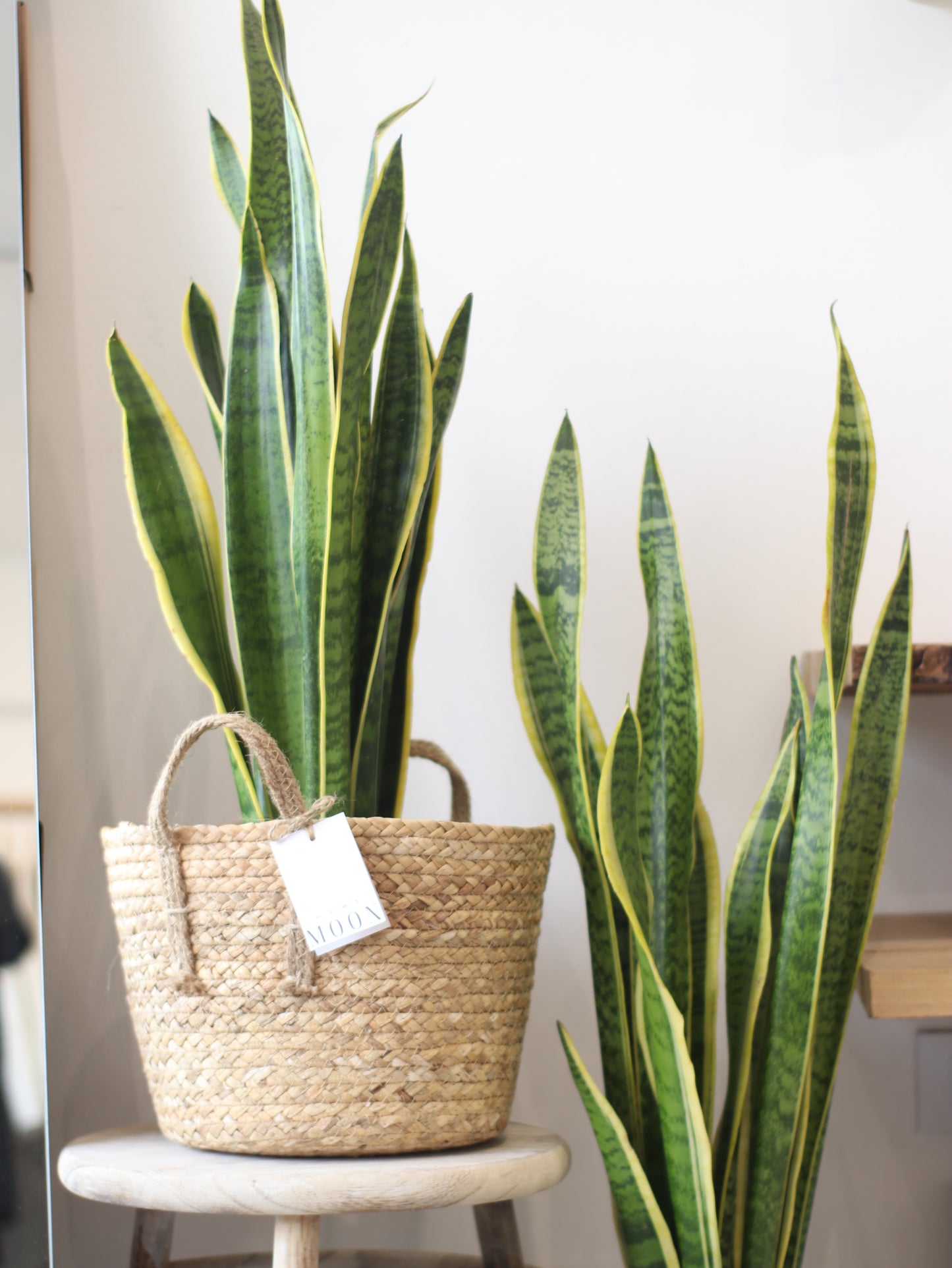 Planta Natural Sansevieria