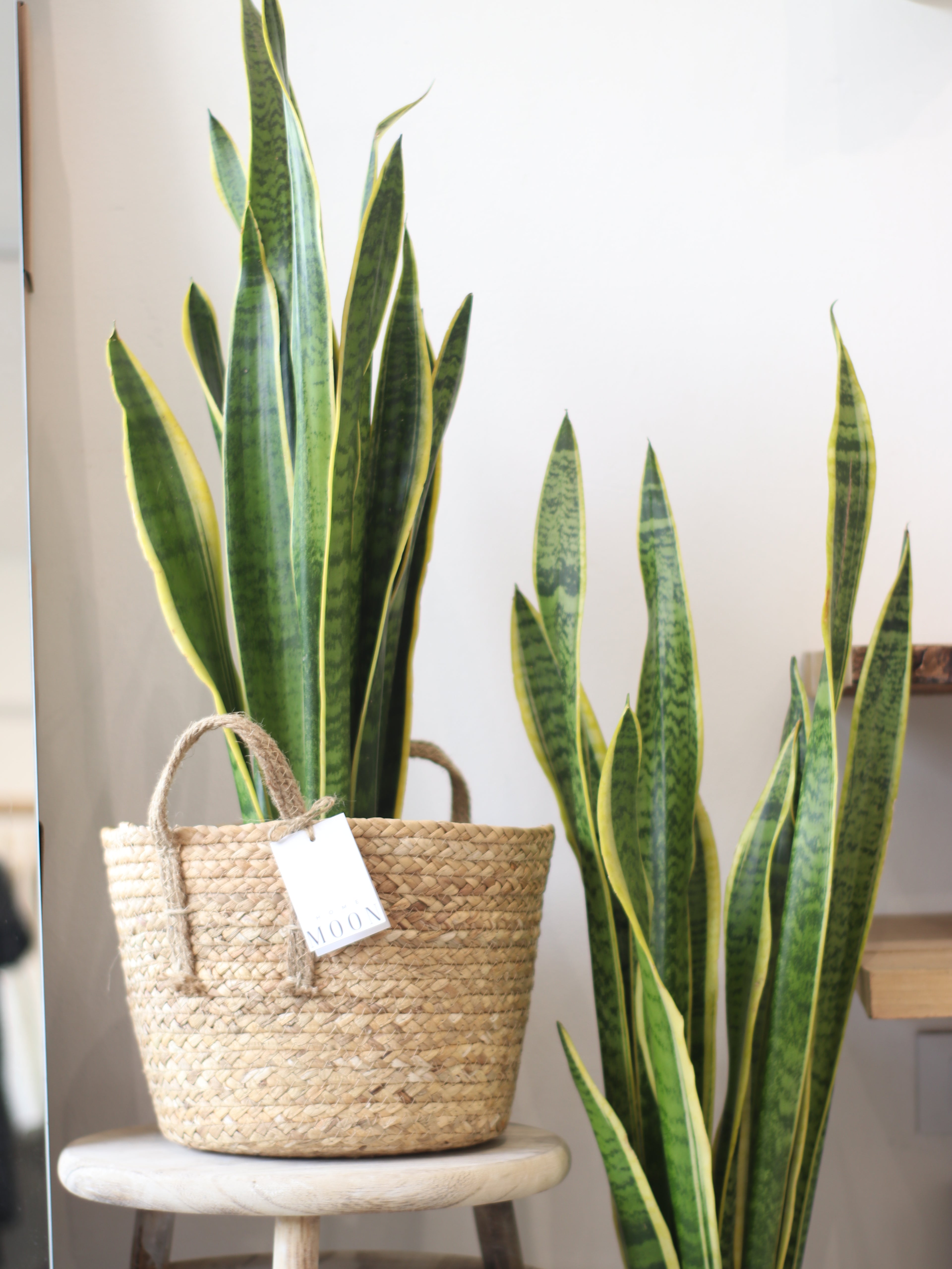 Planta Natural Sansevieria